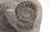 Ammonite (Arnioceras) Cluster - England #206482-2